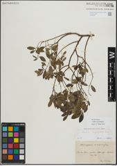 Foto von Salix myrsinifolia Salisb.